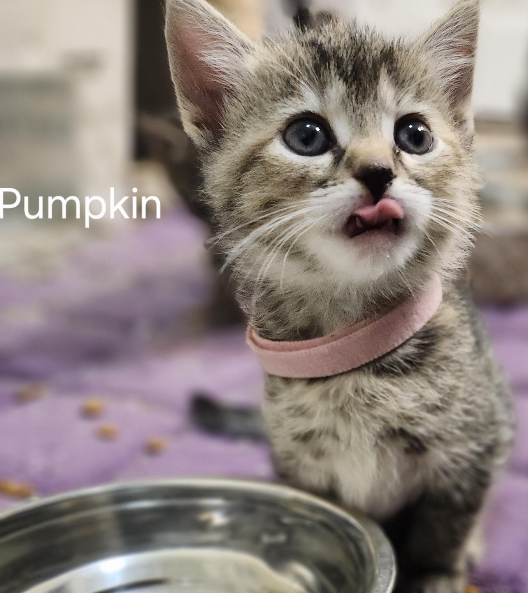 Pumpkin loves dogs!