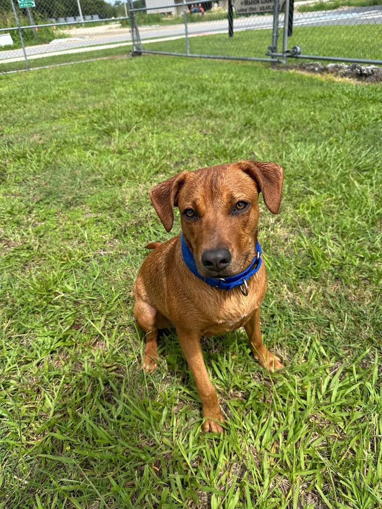 Enlarge Lynae, a Adoptable Mixed Breed in Ocala, FL image 1/6