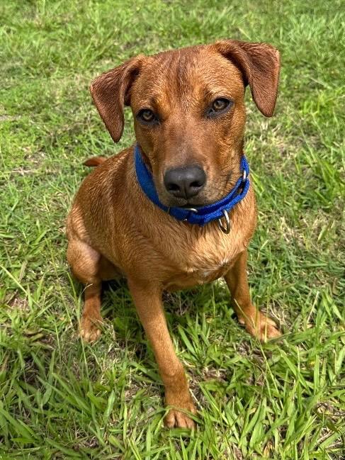 Lynae, a Adoptable Mixed Breed in Ocala, FL image 1/6