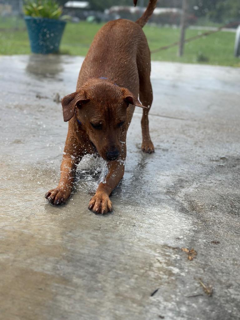 Lynae, a Adoptable Mixed Breed in Ocala, FL image 2/6