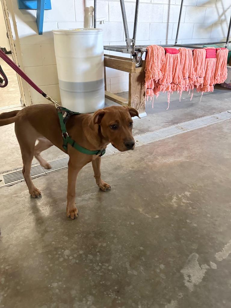 Lynae, a Adoptable Mixed Breed in Ocala, FL image 3/6