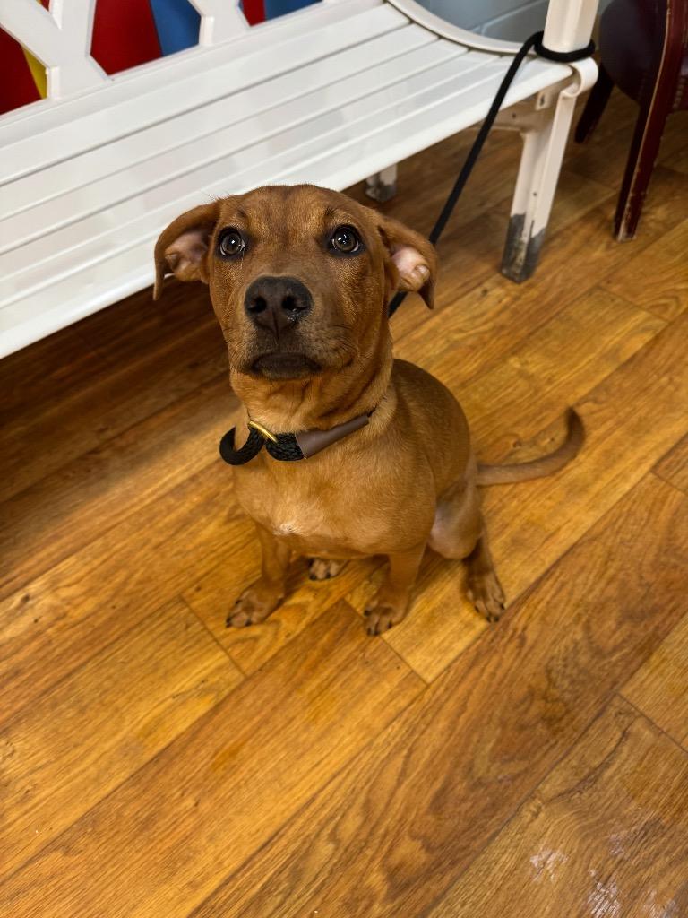 Enlarge Lynae, a Adoptable Mixed Breed in Ocala, FL image 3/6