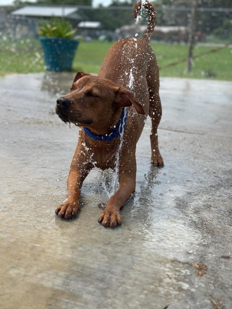 Lynae, a Adoptable Mixed Breed in Ocala, FL image 5/6