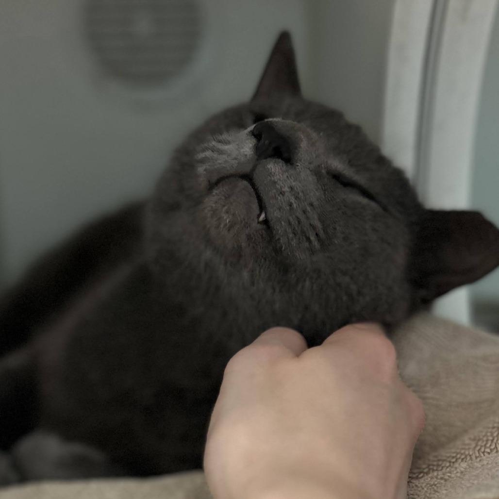 Tommy, Adoptable, Adult Male Domestic Short Hair.