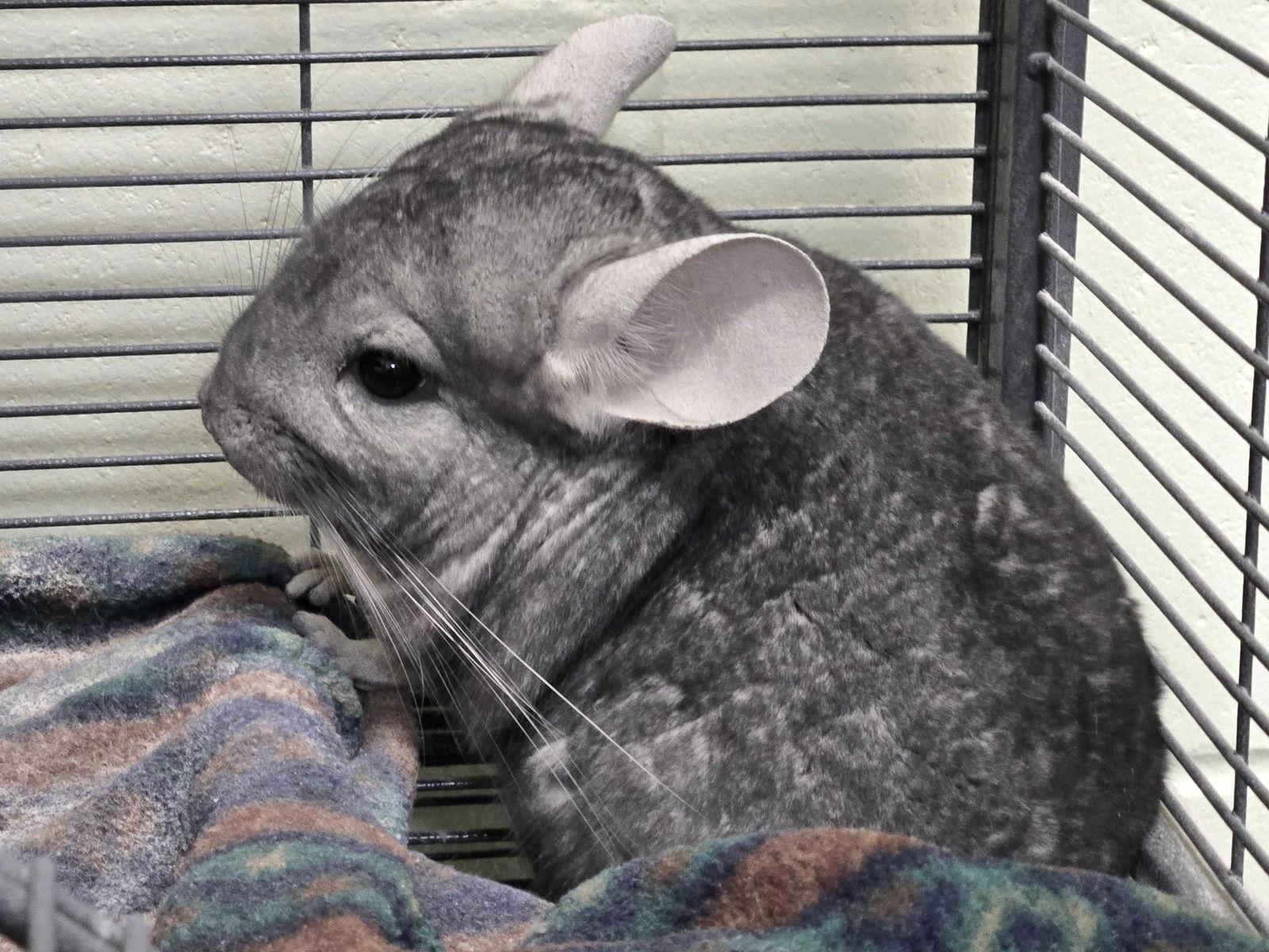 Tubbs, Adoptable, Adult Male Chinchilla.