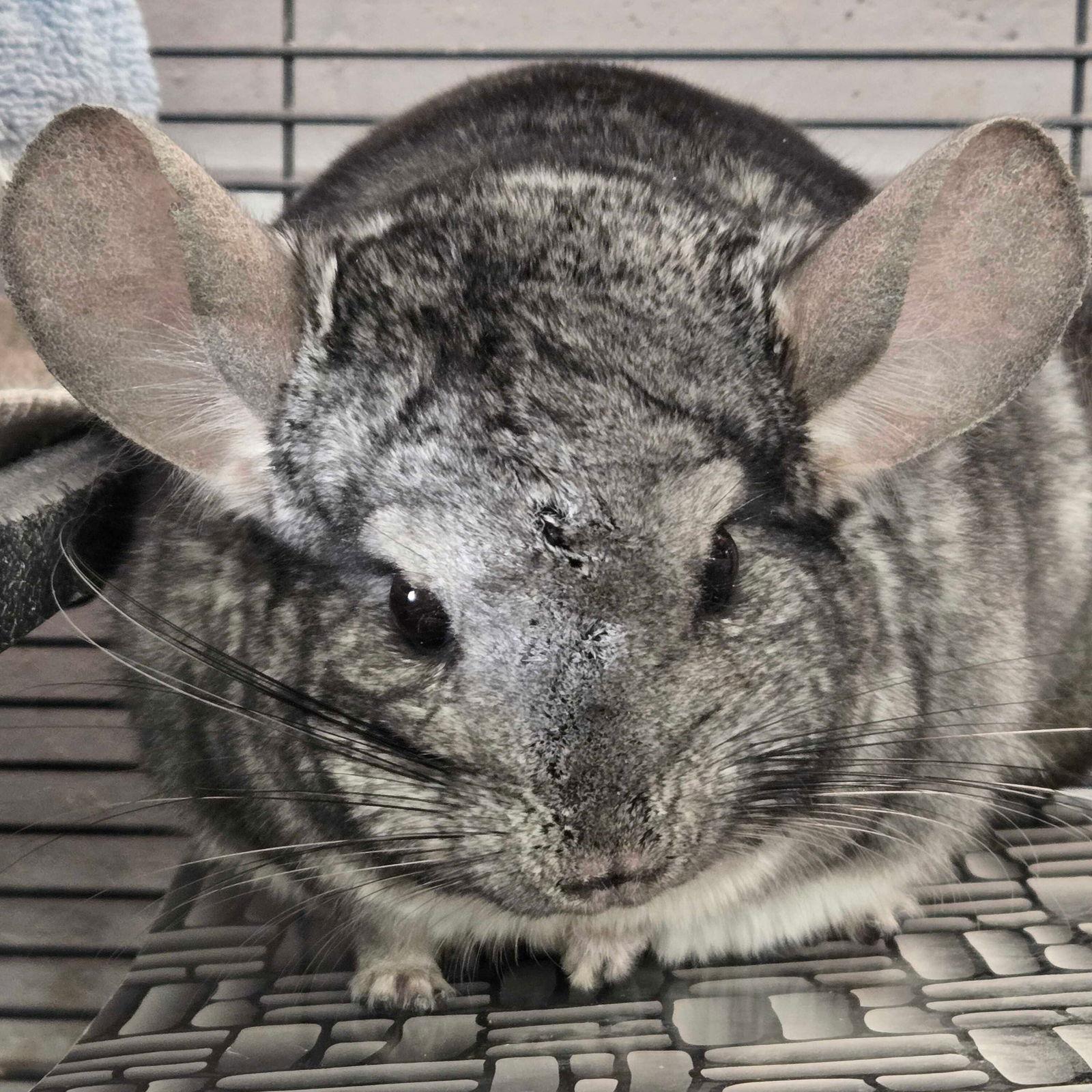 Enlarge Tubbs, an adopted Chinchilla in Jefferson, WI image 2/2