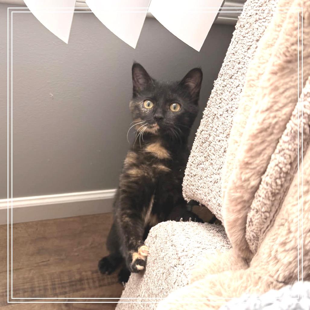 Enlarge Ember, a Adoptable Domestic Short Hair in Monroe, MI image 1/5