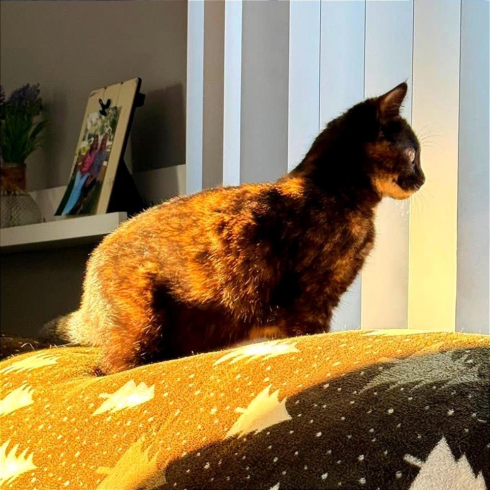 Enlarge Ember, a Adoptable Domestic Short Hair in Monroe, MI image 2/5