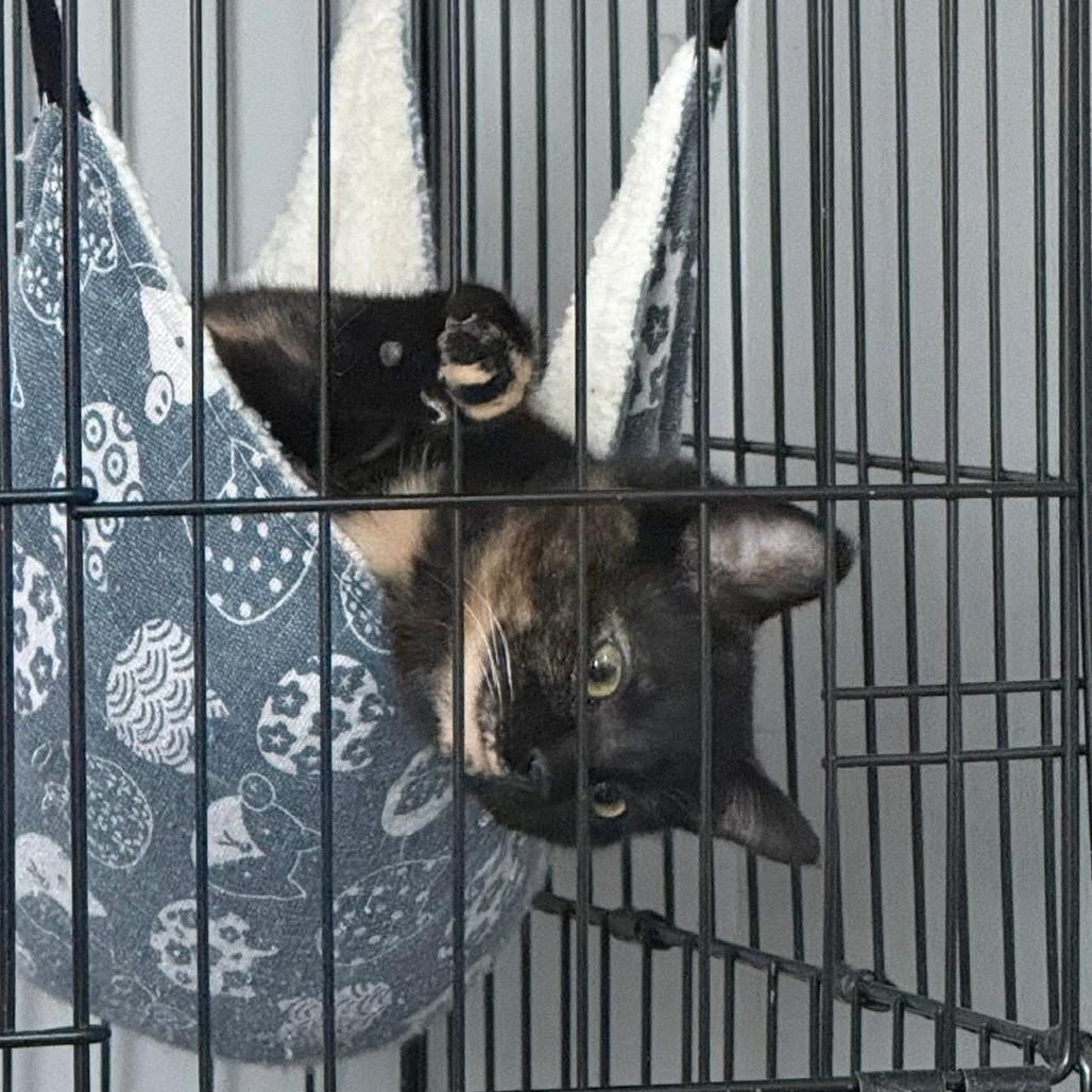 Enlarge Ember, a Adoptable Domestic Short Hair in Monroe, MI image 3/5