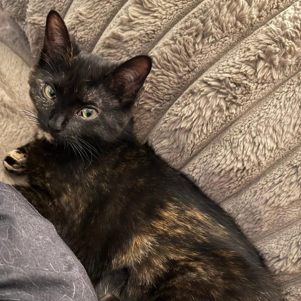 Enlarge Ember, a Adoptable Domestic Short Hair in Monroe, MI image 4/5