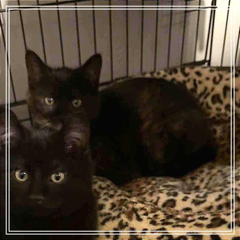 Enlarge Ember, a Adoptable Domestic Short Hair in Monroe, MI image 5/5