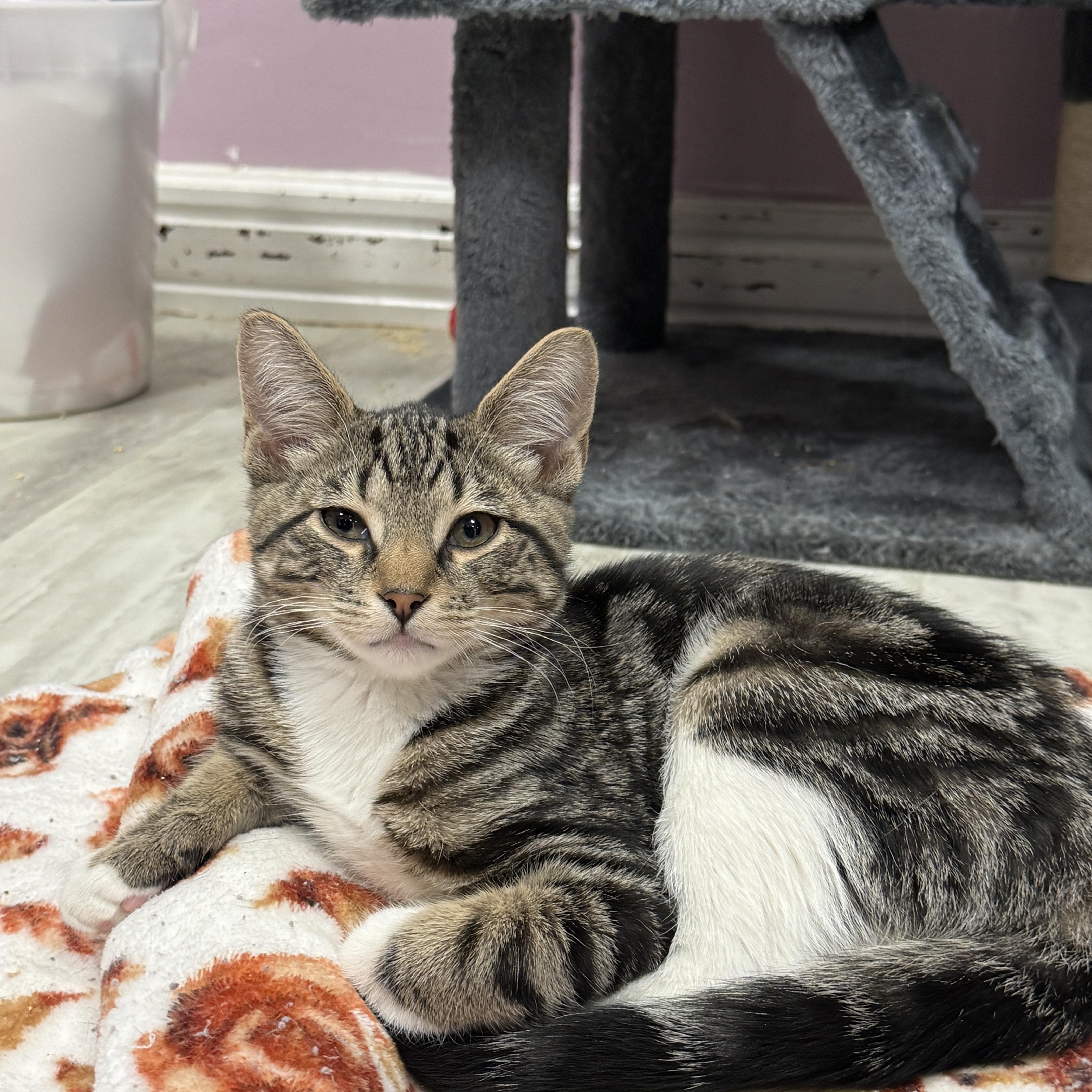 Enlarge Logan, an adopted Domestic Short Hair in Freeport, NY image 1/1