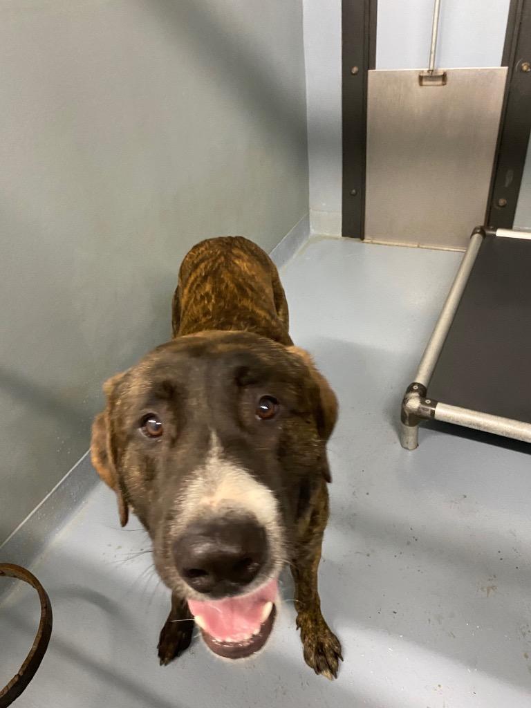 Mallard, Adoptable, Young Male Mixed Breed.