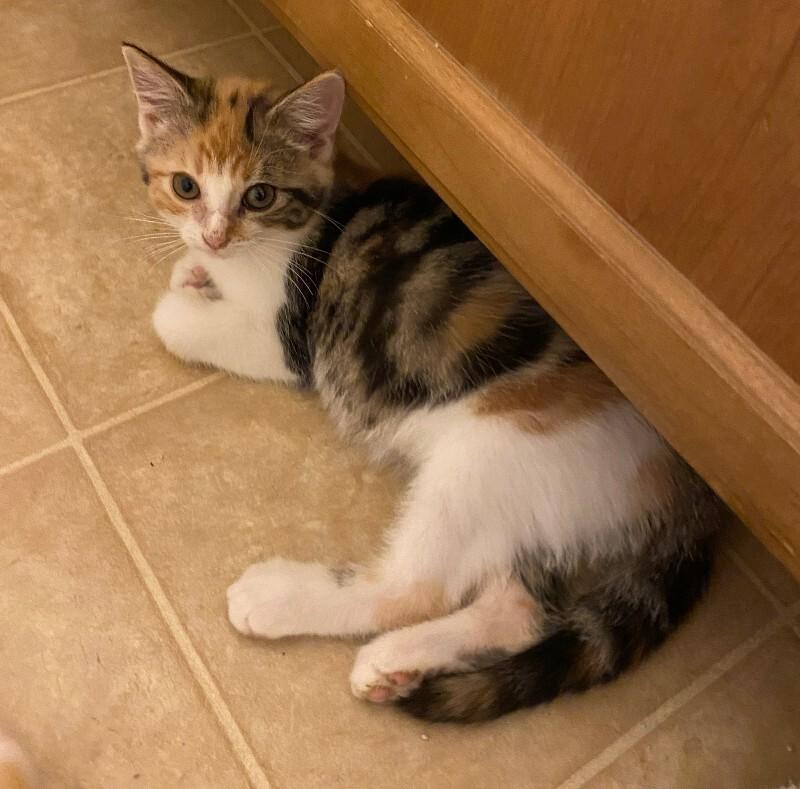 Enlarge Whip, a Adoptable Domestic Short Hair in Fort Collins, CO image 1/6