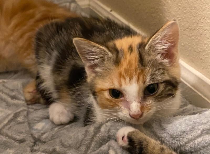 Enlarge Whip, a Adoptable Domestic Short Hair in Fort Collins, CO image 2/6