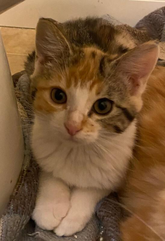 Enlarge Whip, a Adoptable Domestic Short Hair in Fort Collins, CO image 3/6