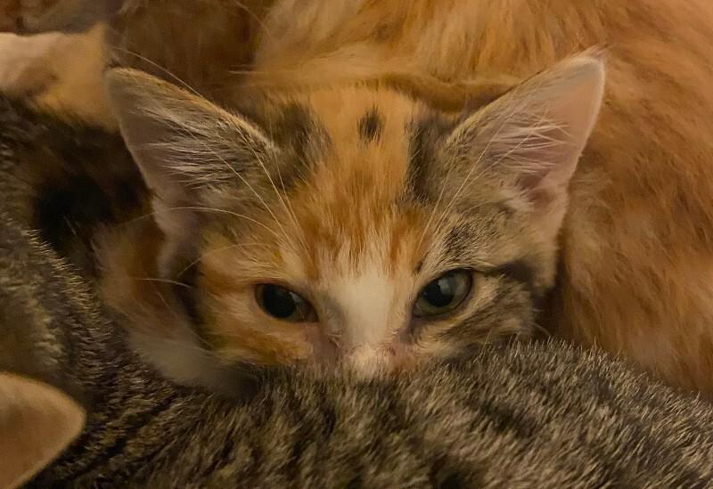 Enlarge Whip, a Adoptable Domestic Short Hair in Fort Collins, CO image 4/6