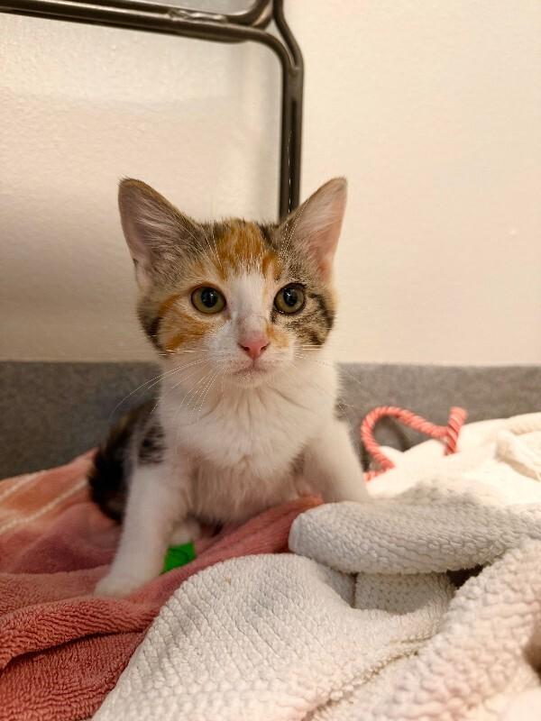 Enlarge Whip, a Adoptable Domestic Short Hair in Fort Collins, CO image 5/6