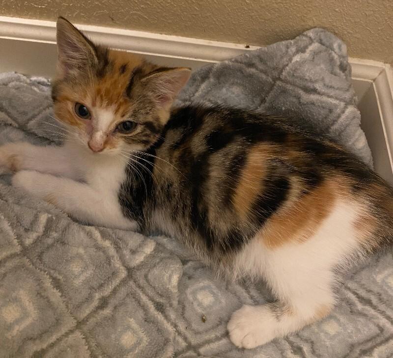 Enlarge Whip, a Adoptable Domestic Short Hair in Fort Collins, CO image 6/6