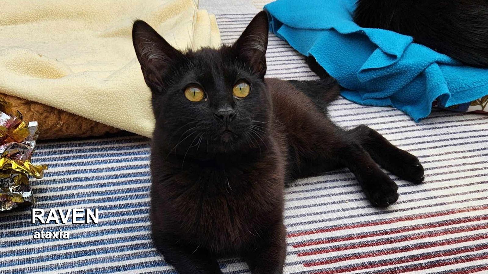 Raven, Adoptable, Young Female Domestic Short Hair.