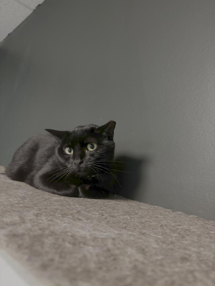 Wang Chung, Adopted, Adult Male Domestic Short Hair.
