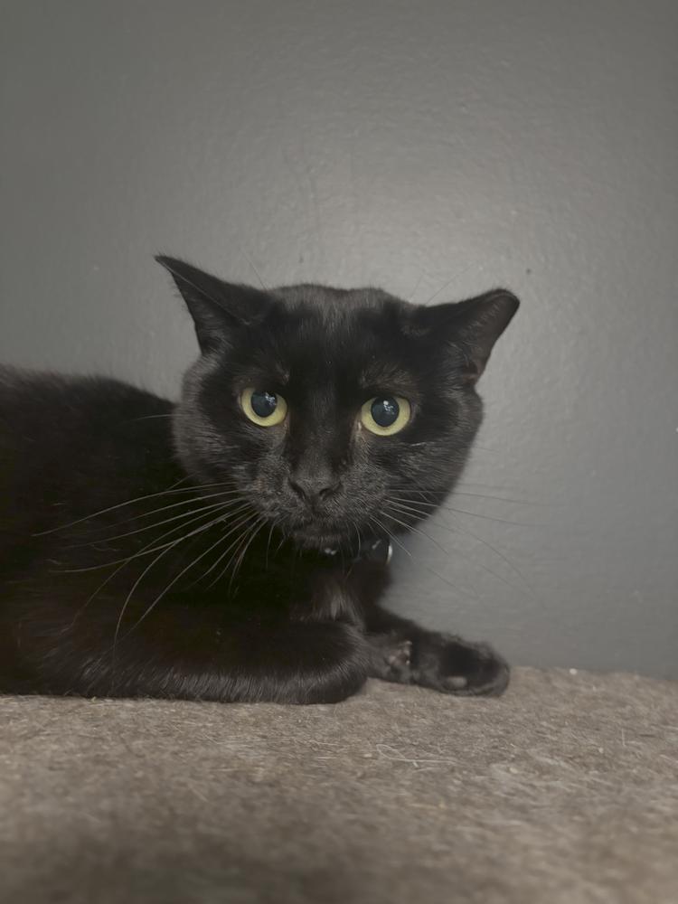 Enlarge Wang Chung, a Adopted Domestic Short Hair in Virginia Beach, VA image 2/3