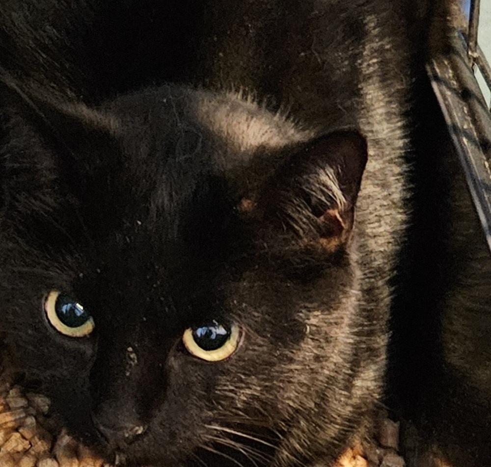 Enlarge Wang Chung, a Adopted Domestic Short Hair in Virginia Beach, VA image 3/3