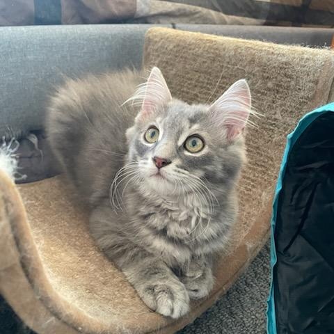 Shane (m) 4mths DLH silver tabby, adopted, Young Male Domestic Long Hair.