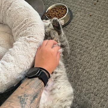 Enlarge Shane (m) 4mths DLH silver tabby, an adopted Domestic Long Hair in Ottawa, ON image 5/5