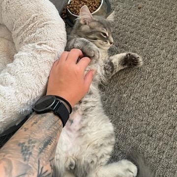 Enlarge Shane (m) 4mths DLH silver tabby, an adopted Domestic Long Hair in Ottawa, ON image 4/5