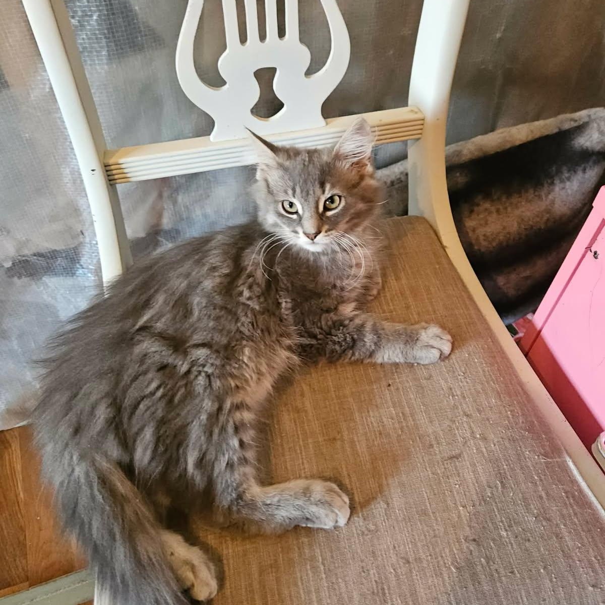 Enlarge Shane (m) 4mths DLH silver tabby, an adopted Domestic Long Hair in Ottawa, ON image 3/5