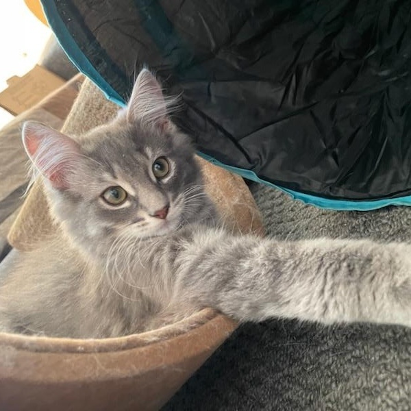 Enlarge Shane (m) 4mths DLH silver tabby, an adopted Domestic Long Hair in Ottawa, ON image 2/5