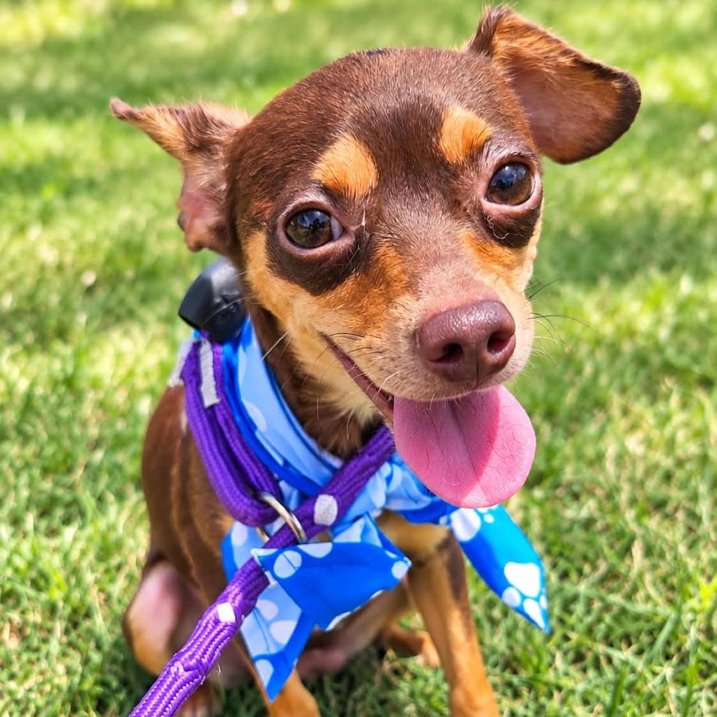 Picadilly, Adoptable, Adult Male Chihuahua.