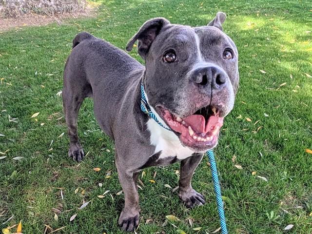 DEEBO, Adoptable, Adult Male Pit Bull Terrier & Mixed Breed.