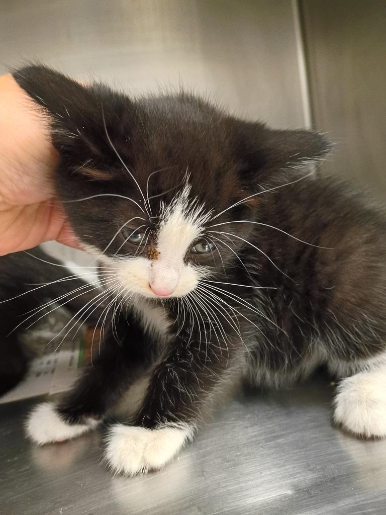 Enlarge Sylvester, a Adoptable mixed breed in Angola, IN image 1/1