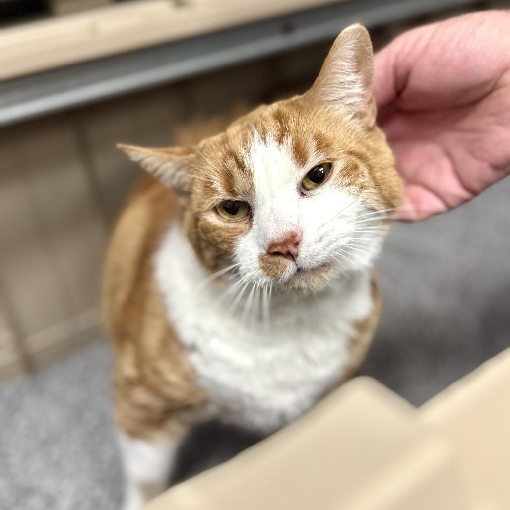 Mojo, Adoptable, Senior Male Domestic Short Hair.