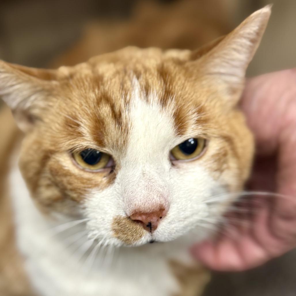 Mojo, a Adoptable Domestic Short Hair in Las Vegas, NV image 5/6