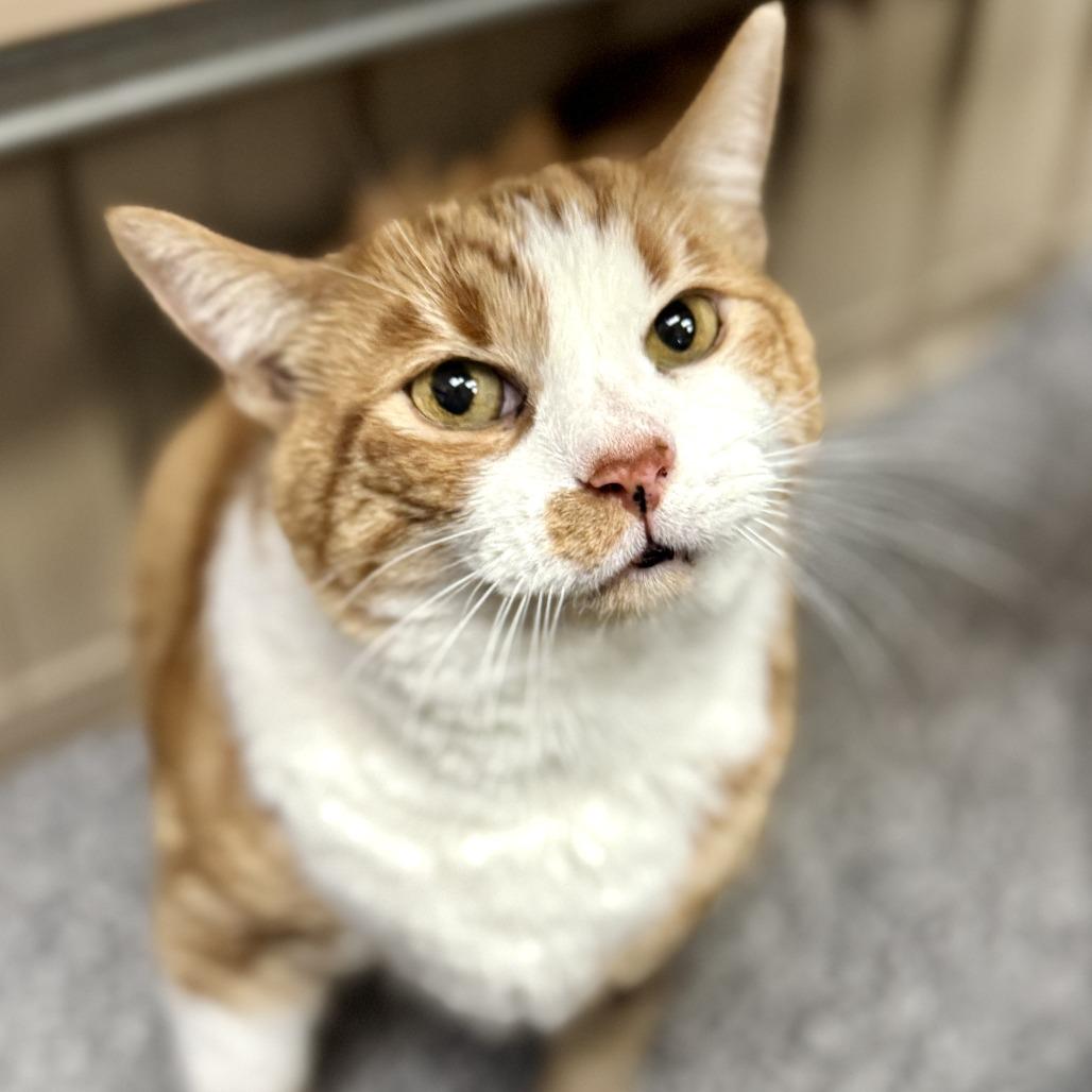 Mojo, a Adoptable Domestic Short Hair in Las Vegas, NV image 6/6