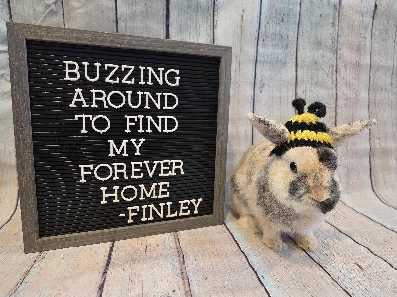 Finley, Adoptable, Adult Male Harlequin.