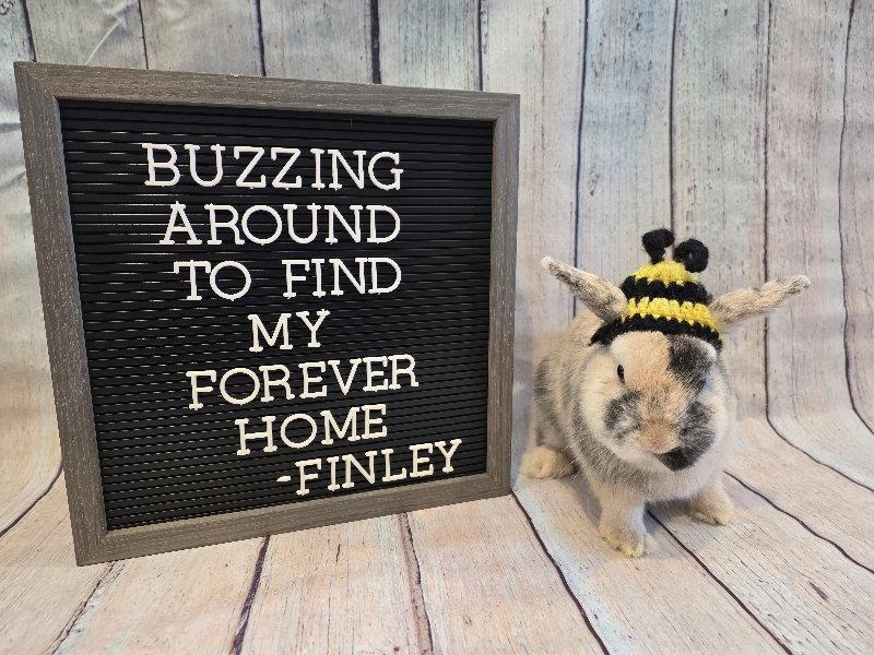 Finley, a Adoptable Harlequin in Columbus, OH image 2/3