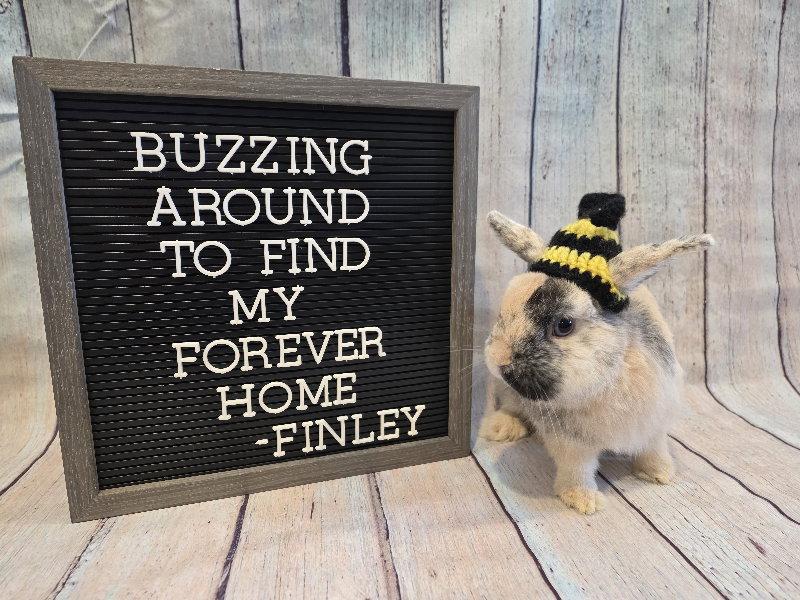 Finley, a Adoptable Harlequin in Columbus, OH image 3/3