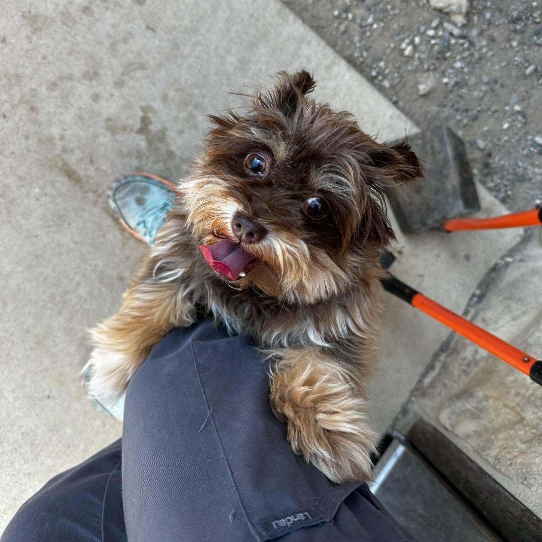 Prince, Adoptable, Adult Male Maltese.