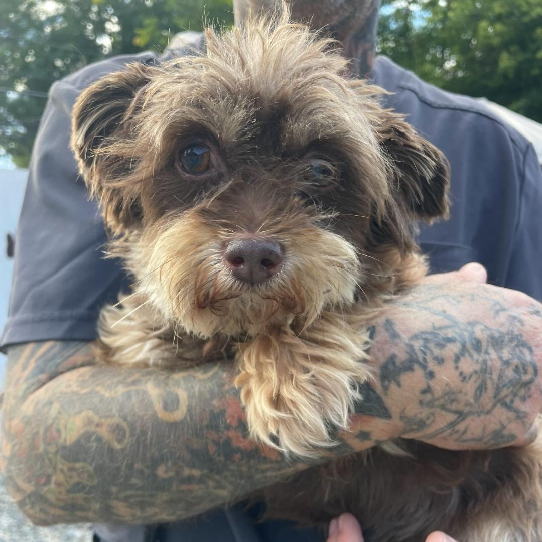 Prince, a Adoptable mixed breed in Sterling Heights, MI image 2/2