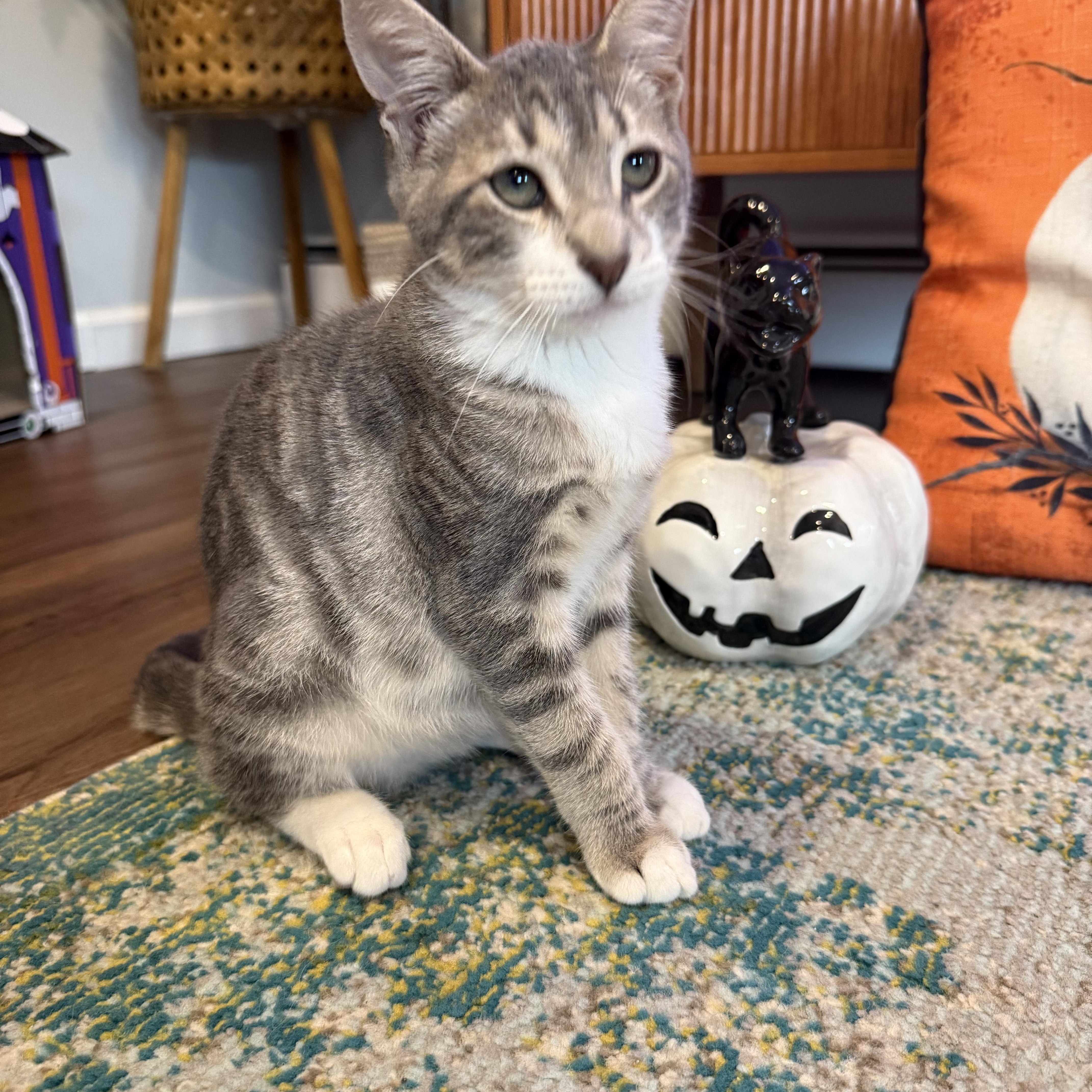 Ghost, Adoptable, Kitten Male Domestic Short Hair.