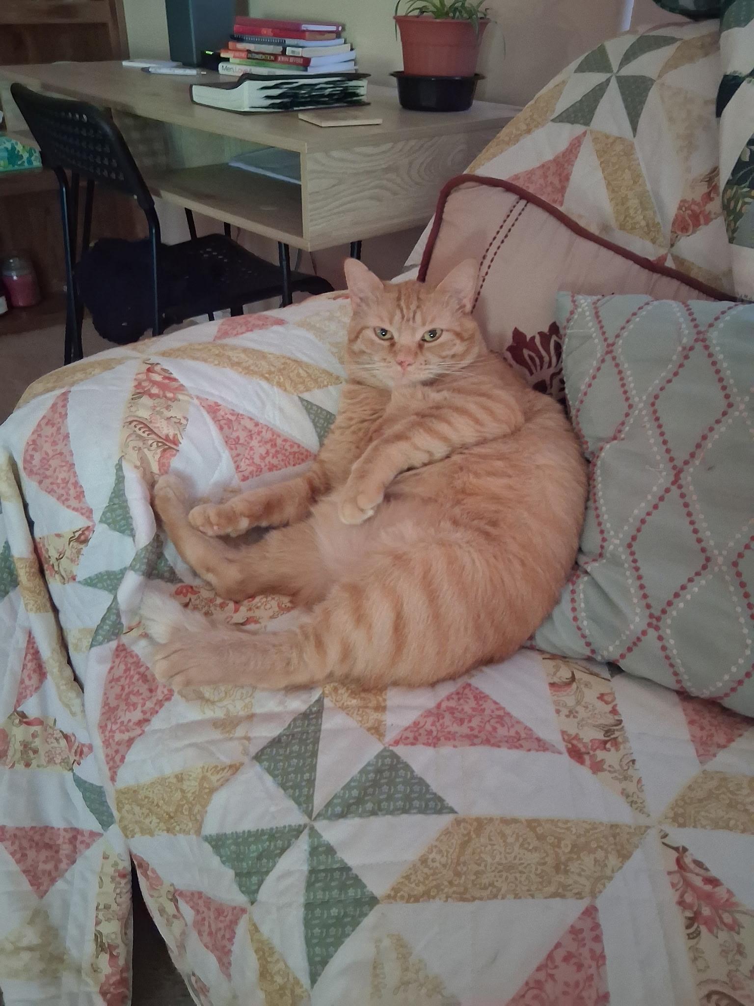 Cici *Courtesy Post*