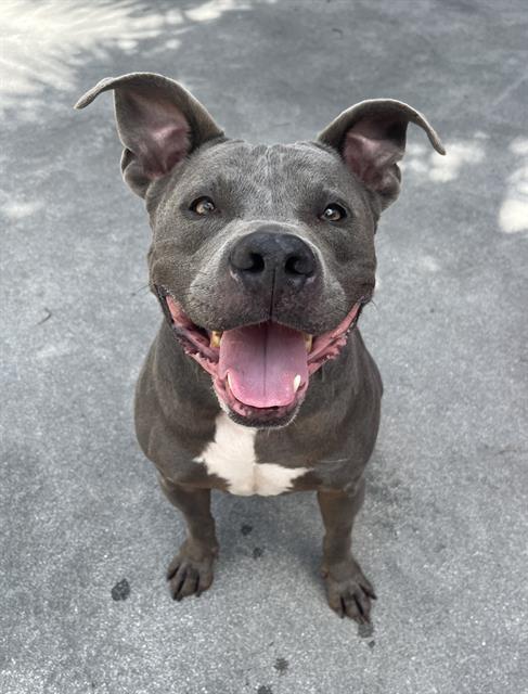 Enlarge SHADOW, a Adoptable mixed breed in Miami, FL image 1/1