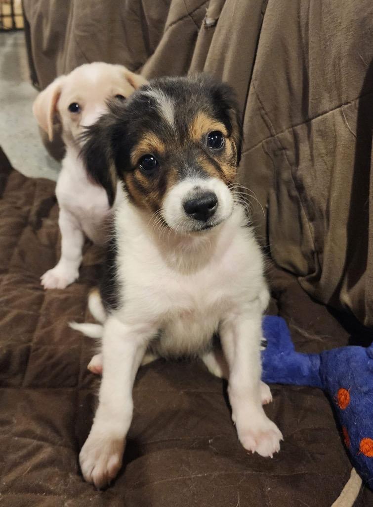 Squash, Adopted, Young Female Corgi & Shetland Sheepdog / Sheltie.