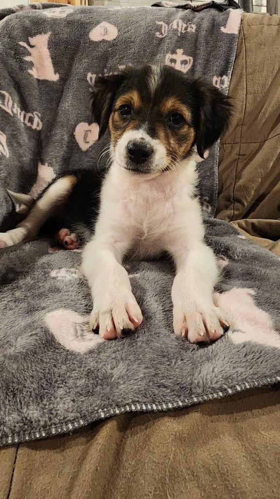 Enlarge Squash, a Adopted mixed breed in Bristol, WI image 2/6