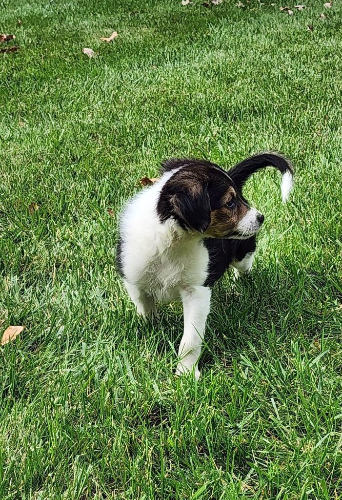 Enlarge Squash, a Adopted mixed breed in Bristol, WI image 4/6