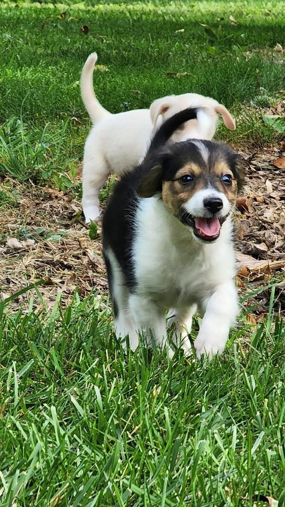 Enlarge Squash, a Adopted mixed breed in Bristol, WI image 6/6